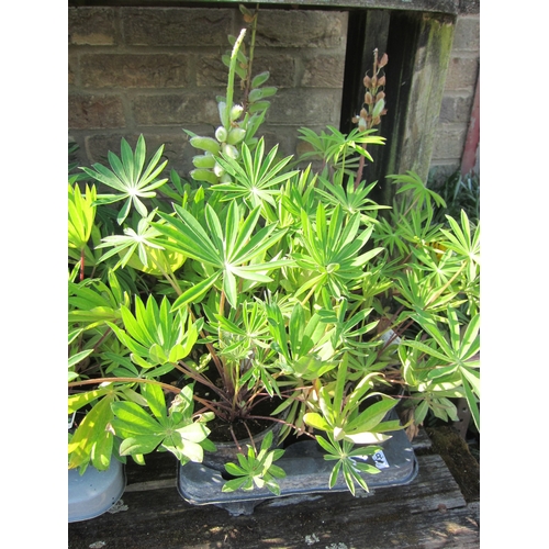 Lot 3039A     
