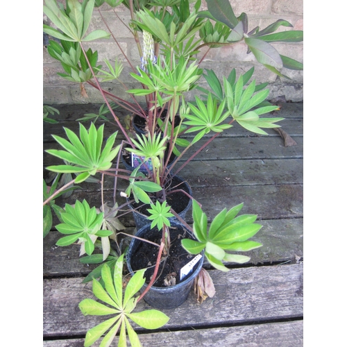 Lot 3040      