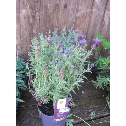 Lot 3048      