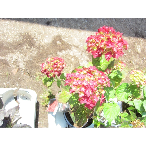 Lot 3055      