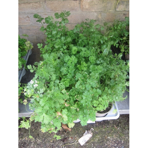 Lot 3014      