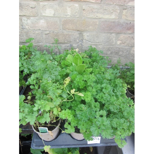 Lot 3016      