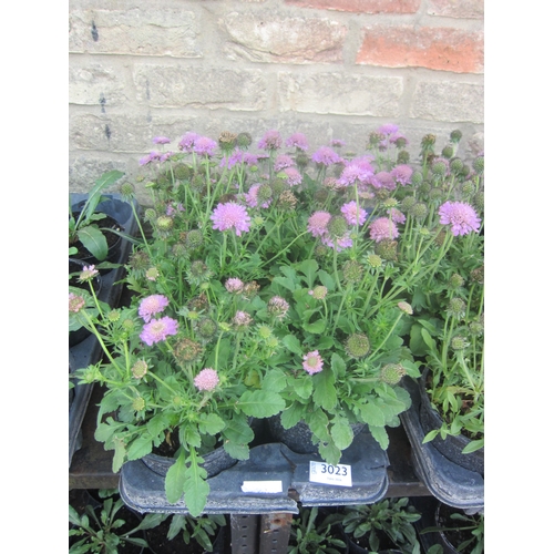 Lot 3023      