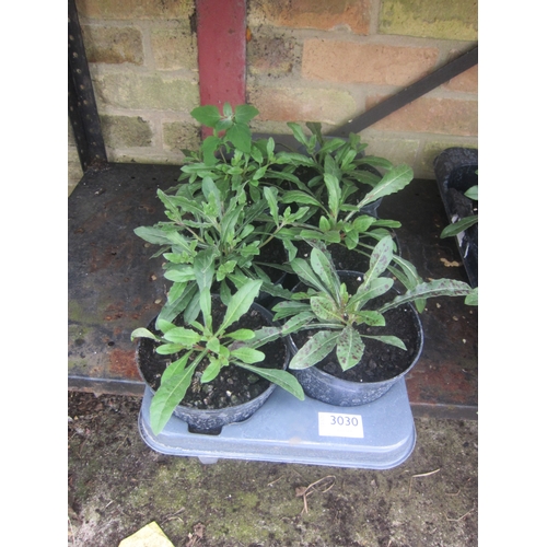 Lot 3030      