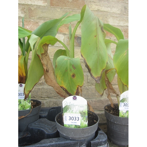 Lot 3033      