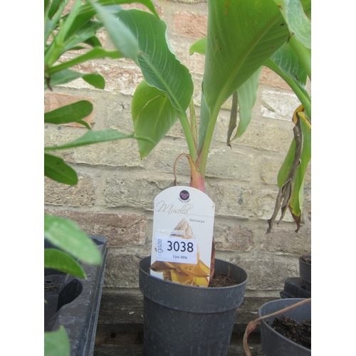 Lot 3038      