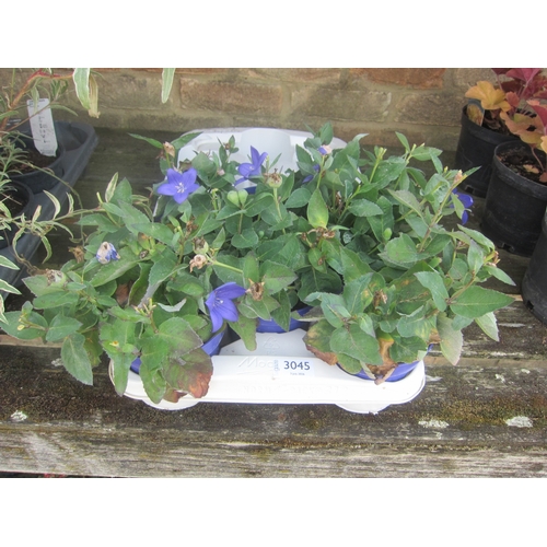 Lot 3045      