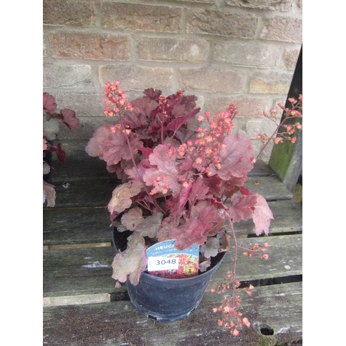 Lot 3048      