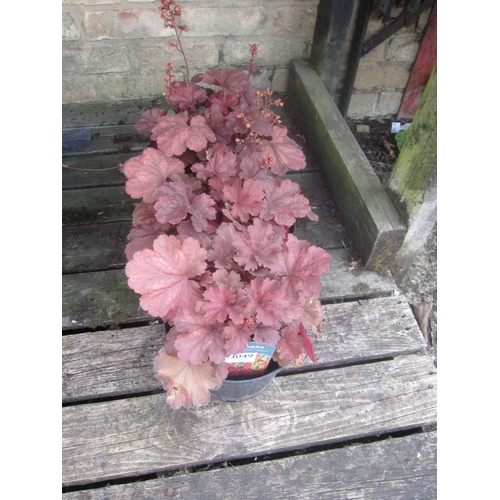 Lot 3049      