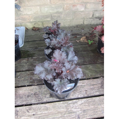 Lot 3050      