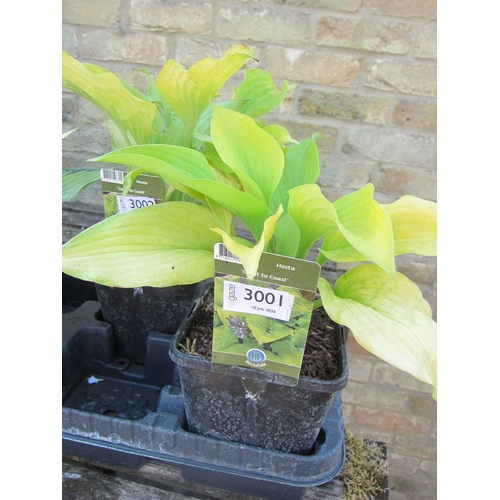 Lot 3001      