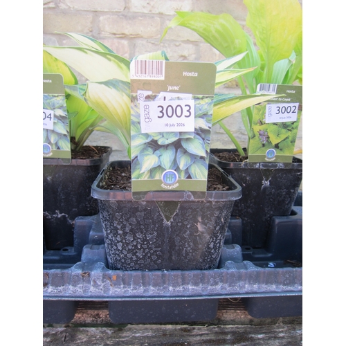 Lot 3003      