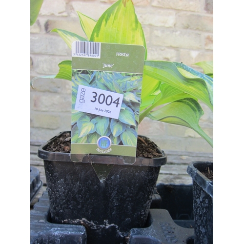 Lot 3004      