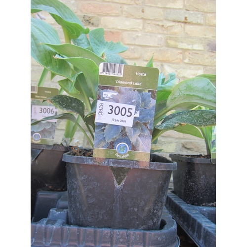 Lot 3005      
