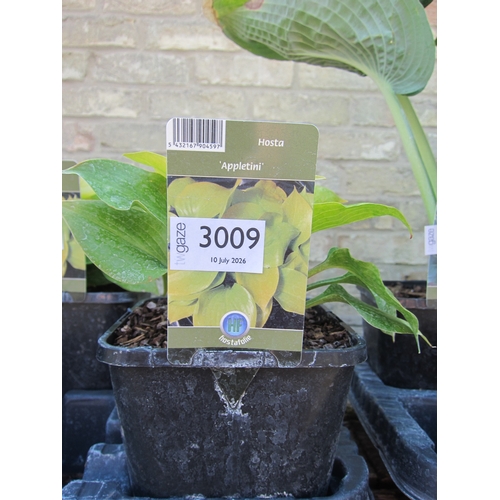 Lot 3009      
