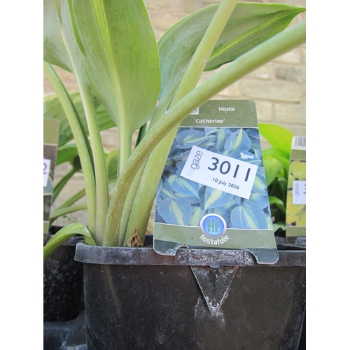 Lot 3011      