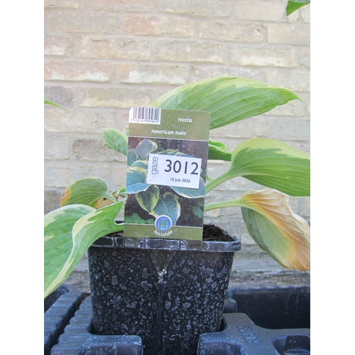 Lot 3012      