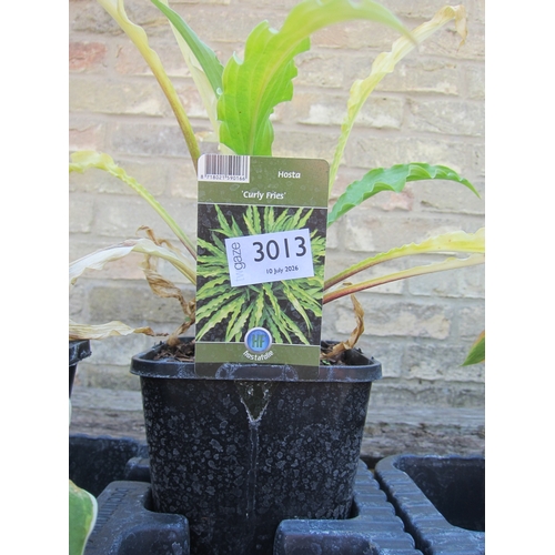 Lot 3013      