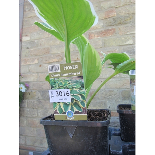 Lot 3016      