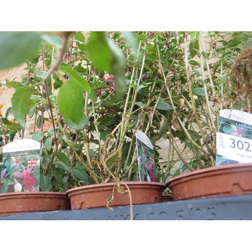 Lot 3025      