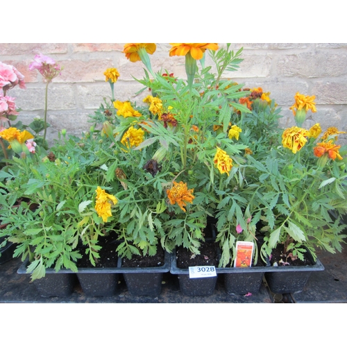 Lot 3028      