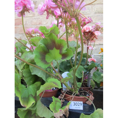 Lot 3029      