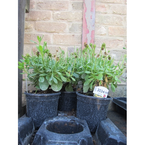 Lot 3034      
