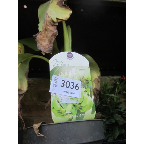 Lot 3036      