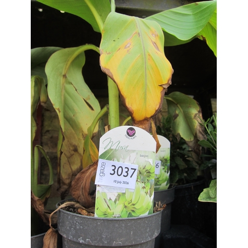 Lot 3037      