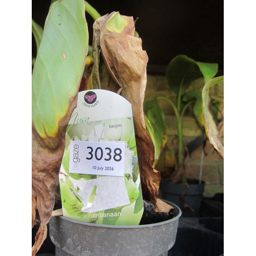 Lot 3038      