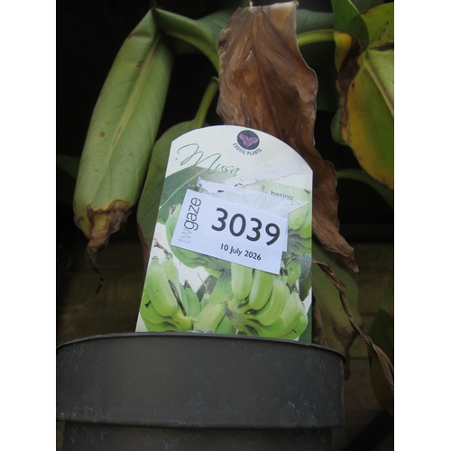 Lot 3039      