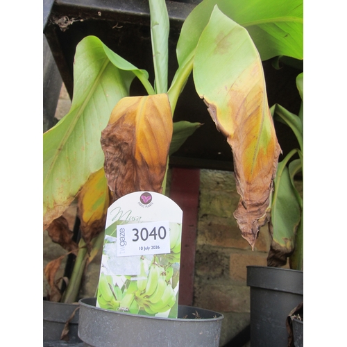 Lot 3040      