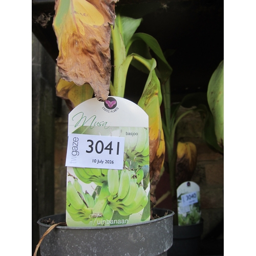 Lot 3041      