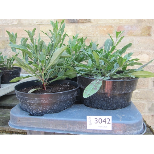Lot 3042      