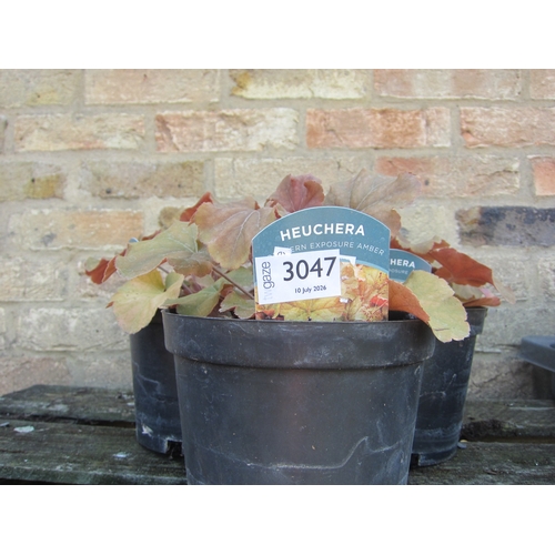 Lot 3047      