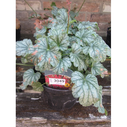 Lot 3049      