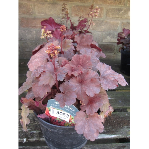 Lot 3053      
