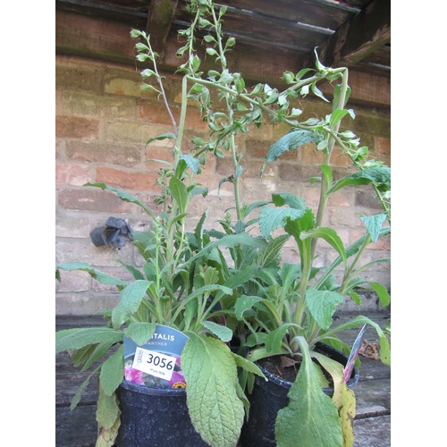 Lot 3056      