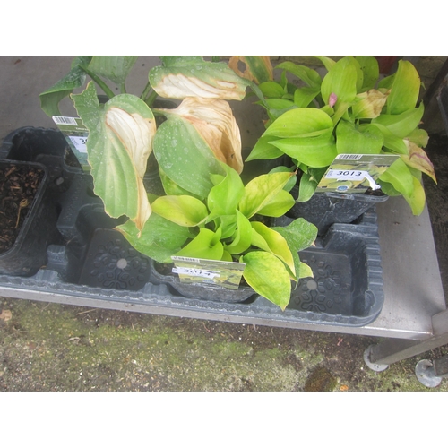 Lot 3014      