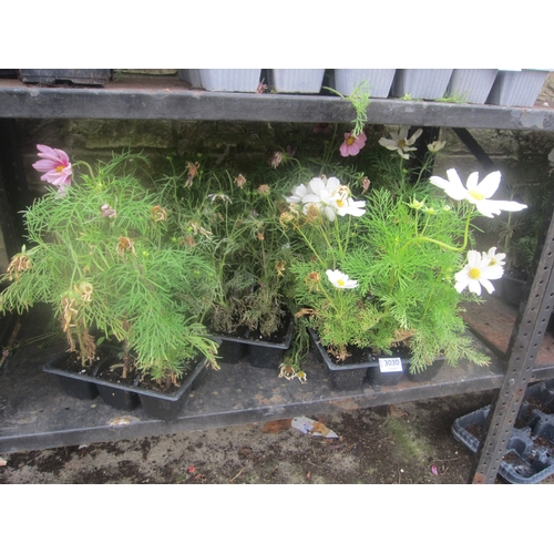 Lot 3030      