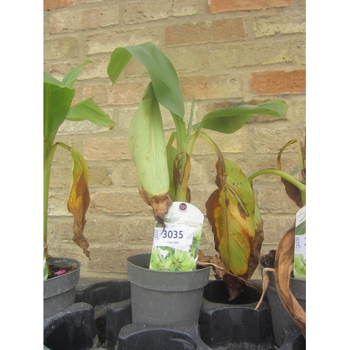 Lot 3035      