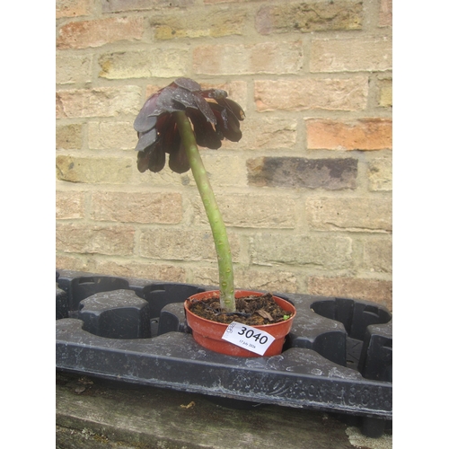 Lot 3040      