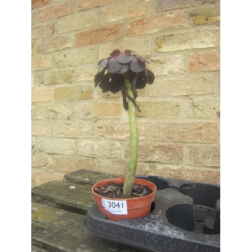 Lot 3041      