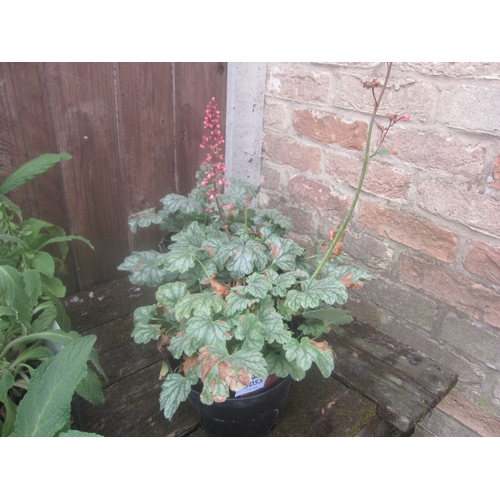 Lot 3055      