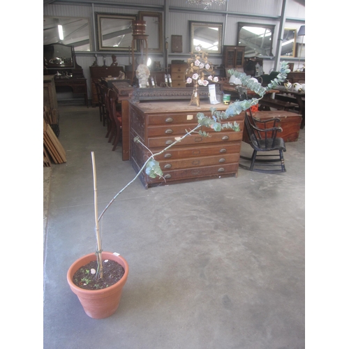Lot 2026      