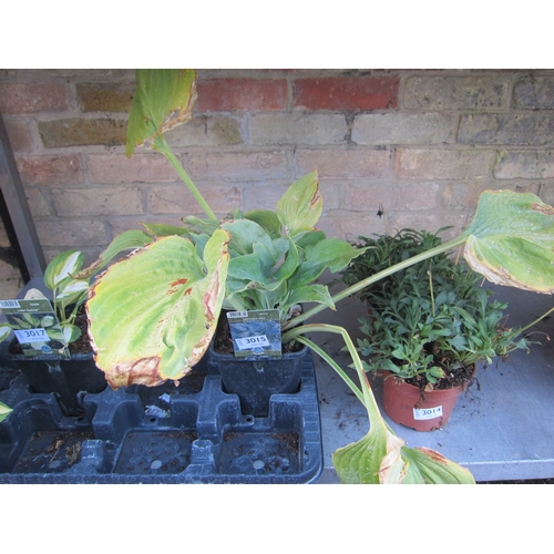 Lot 3015      