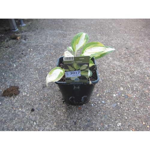 Lot 3017      