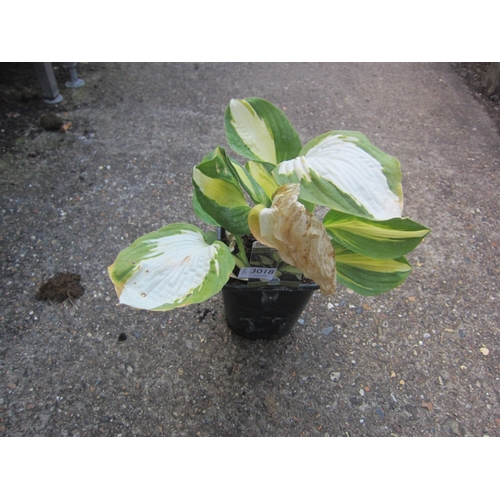 Lot 3018      