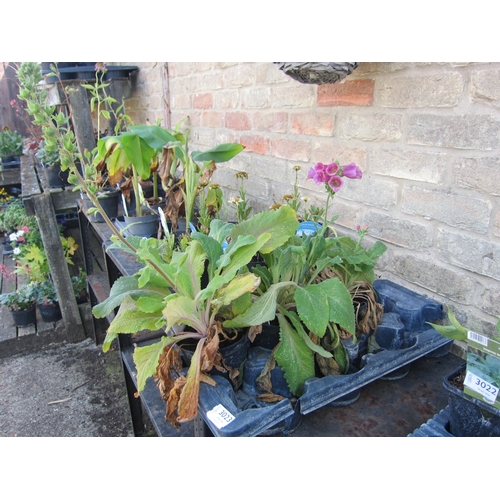 Lot 3023      