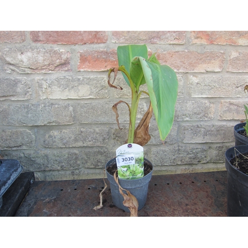 Lot 3030      